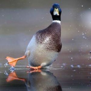 Meet your Posher, Nora